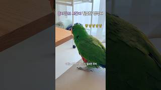 혼자만의 시간이 필요한 앵무새                  #뉴기니아#앵무새#뉴기니아앵무새 #eclectus #eclectusparrot #parrot #shorts