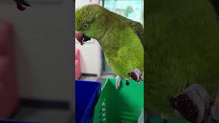 #목도리앵무#호불호확실한 보리#체리하나 다먹네~~