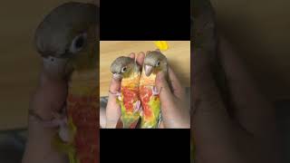 코뉴어 앵무새 전용 손침대 cute birds