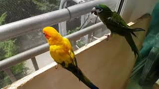 썬코뉴어 써니와 한스마카우 안녕이 ♡ 오늘은 일광욕하기 좋은날~