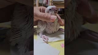 둘째 퀘이커 아가 이유식 먹방                #앵무새 #퀘이커 #퀘이커앵무새 #이유조 #분양