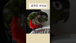 널 위한거야(25.7.20) #parrot #발목링 #…