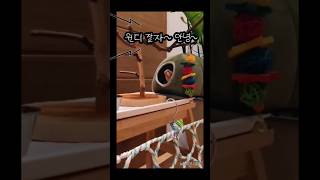 ▪︎쿨퇴♡ #반려조 #반려새 #코뉴어앵무새 #내이름은이윈디