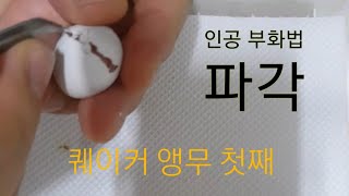 앵무새 인공파각 부화 영상
