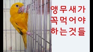 앵무새를 잘 키우려면 1 (앵무새에게 꼭 먹여야 하는것들)