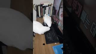 사고뭉치 #코카투 #앵무새 #cockatoos #웃긴동…