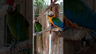 ♡ Macaws at Gator Park 앵무새 #ma…