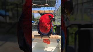 뉴기니아앵무새 잘 자라고 있어요 #eclectus #parrot #bird