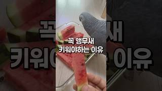 여름에 꼭 앵무새 키워야 하는 이유  회색앵무 잠바