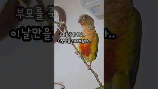 부모의 원수를 갚기위해 돌아온 앵무새들의 가슴시린 혈투…