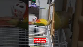 누워서 공놀이하는 파인애플코뉴어  #birds #parrot #cute #앵무새 공놀이 # 파인애플코뉴어