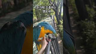 산책하는 앵무새 #birds #앵무새 #앵무새키우기 #…
