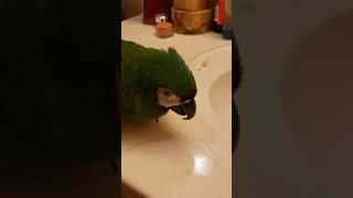 Emmy the severe macaw rambling on