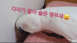 다리가 짧아 슬픈 앵무새 #코카투