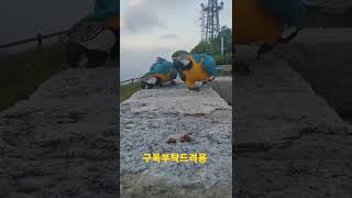 간식먹으로 뛰어오는 청금강앵무새 #shorts