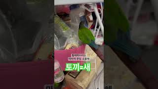 #앵무새 #파인코뉴어 #앵무새간식