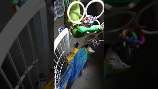 청금강 앵무새 아마존 앵무새 멍멍이 방꾸미기