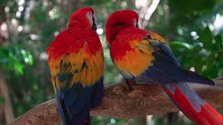 Arara - vermelha l Amazônia l Mundo l Scarlet macaw l Amazon l World l Birds l Natureza l Nature