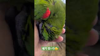 자는척 하다 들켜서 다시 자는척 하는 앵무새  #한스마…