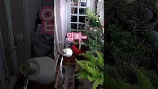 처음 아빠 불러준 앵무새 노을이 #pets #앵무새#홍…