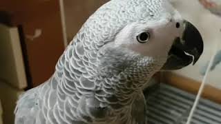 폐병 걸린 회색앵무