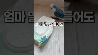 엄마 말투만 들어도 상황파악하는 앵무새  퀘이커앵무새 …