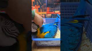 청금강, 엄블렐라 코카투, 회색앵무, 뉴기니아 앵무, …