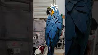 청금강앵무새 루카 짧은 영상 모음!!