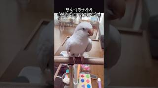 잔소리?!는 앵무새도 싫어한대욧# 앵무새이다복 #러블리다다즈 #앵무새 #퀘이커앵무새 #반려조