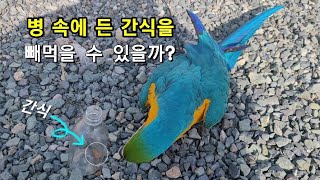 앵무새도 병 속에 든 잣을 꺼내먹을 수 있을까?? /여…