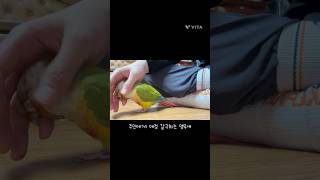 앵무새 강아지같은 순간 #코뉴어 #말하는앵무새