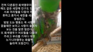 self injury Eclectus parrot th…