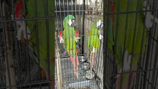 Beautiful mini macaw  Chestnut-fronted Macaw | #shorts