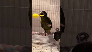 한스마카우 앵무새 2개월 생