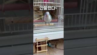 대형앵무새 중형앵무새 함께 키울 때‼️ 퀘이커앵무새 회색앵무