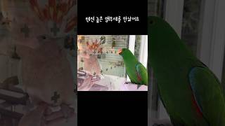 [지구] 텐션 높은 앵무새를 만났어요 / 감당 불가 텐션 / 메이저 미첼 코카투를 만난 뉴기니아 / major mitchell cockatoo and eclectus parrot