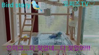 드디어 파랑이의 새 워터파크 개장!!!!울 앵무새는 정…