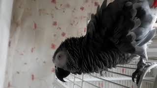 말하는 앵무새 베리 집사랑 장난 치기