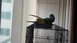 옐로우카라마카우