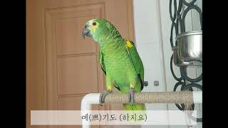 노래하는 앵무새 | singing bird