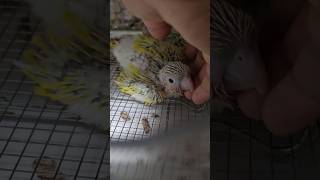 소원을 잘못 빌었더니ㅎㅎㅎㅎ #앵무새 #이유조 #코뉴어 #분양 #입양