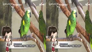 푸른이마 아마존앵무 3D VR
