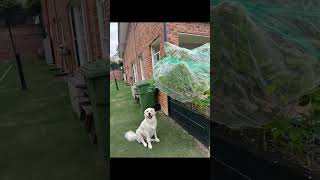  코카투의 습격!  라임 초토화  프렝키 라임 보안관 임명 ⭐️