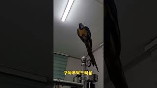 청금강앵무새 힙합 #shorts