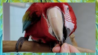 [홍금강 라틴] 기가막혀~ 잣 하나에 이렇게 달라지는 …