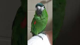 한스마카우 : 쌈바 아빠만 찾아요