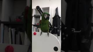 하이라이트는 끝부분에 ㅋㅋ 흥이 넘치는 체스넛 마카우 앵무새 버드스쿨 앵무새 분양,훈련,레슨 문의 01089027477