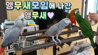 앵무새가 앵무새모임에 참석했어요