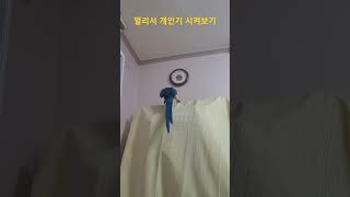 루카 멀리서 개인기 시켜보기 #animal #앵무새 #bird #동물 #macaw #청금강
