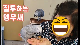 착한 앵무새가 질투하면 벌어지는일